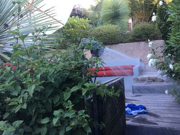 View of flowering plants in yard