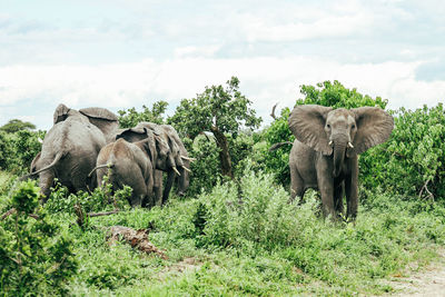 Family of elephants in the moremi game reserve in botswana, africa.