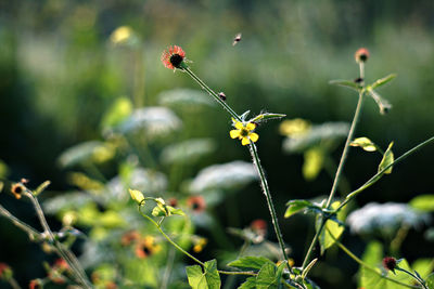 Close-up of insect on flower