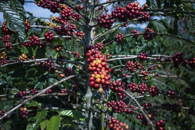 Close-up of berries growing on tree