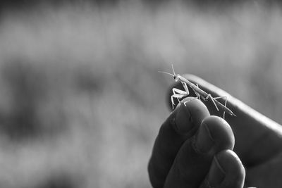 Close-up of hand holding leaf