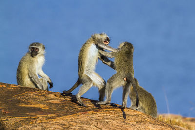 Low angle view of monkey sitting on rock against sky