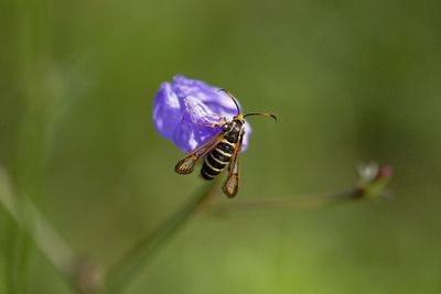 Close-up of insect on purple flower