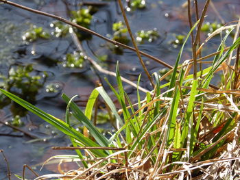 Close-up of water drops on plants