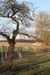 Bare trees on grassy field