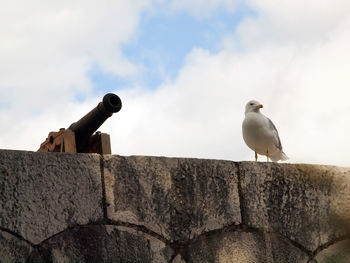 Low angle view of seagull perching on retaining wall against sky