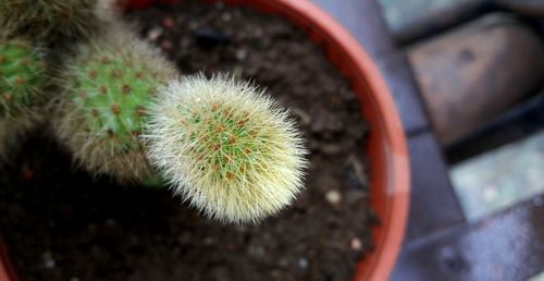 Close-up of plant