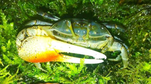 Close-up of a turtle in sea