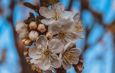 Close-up of white cherry blossoms