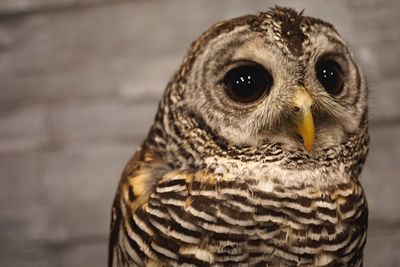 Close-up portrait of owl