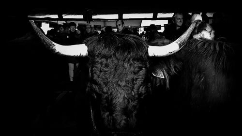 Cows standing in corridor