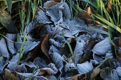 Close-up of fresh plants on field