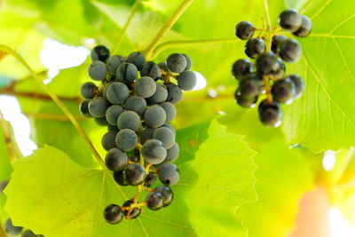 Close-up of grapes growing in vineyard