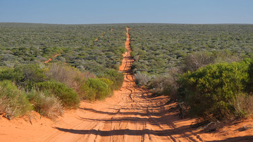 Sandy dirt road passing through arid australian landscape to horizon