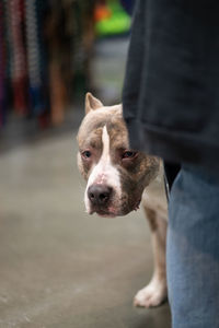 Portrait of pitbull standing next to person 