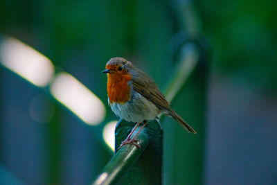 Close-up of bird perching on branch