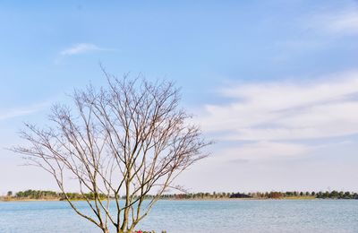 Bare tree by lake against sky