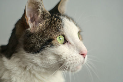Close-up of a cat looking away