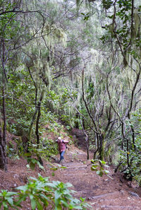 Rear view of woman walking amidst trees in forest