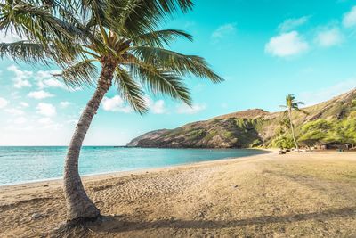 Palm trees on beach against sky