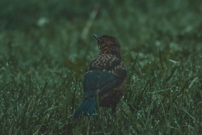 View of bird perching on grass