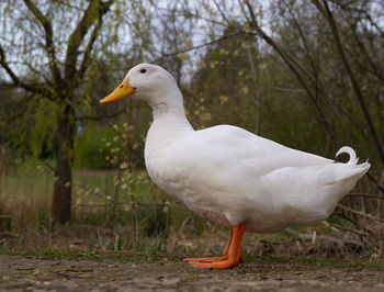 Close-up low level view of aylesbury pekin peking american domestic duck ducks swimming in lake