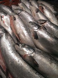 Close-up of fish for sale