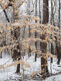 Bare trees in forest during winter