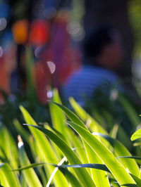 Close-up of fresh green grass