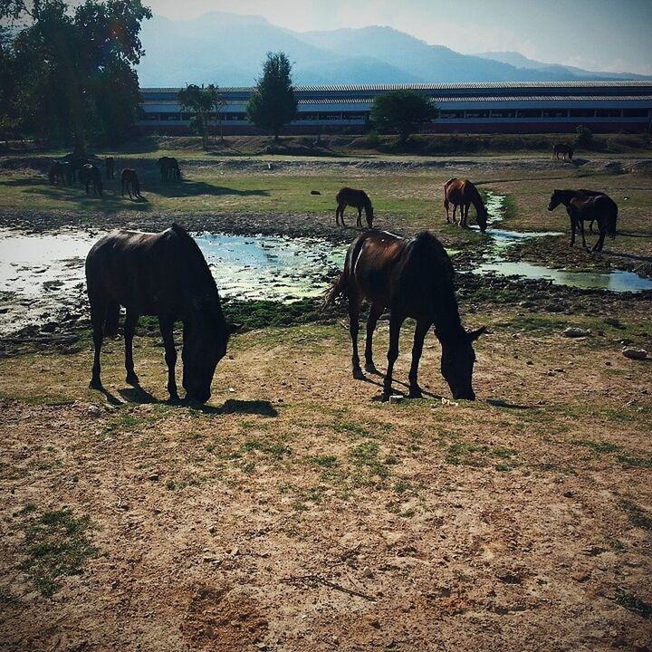 animal themes, domestic animals, mammal, tree, horse, livestock, sky, herbivorous, nature, day, landscape, field, outdoors, no people, grass, beauty in nature