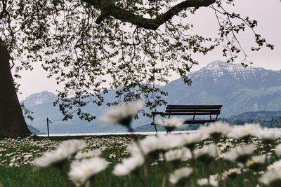 Low angle view of flowering tree by building against sky
