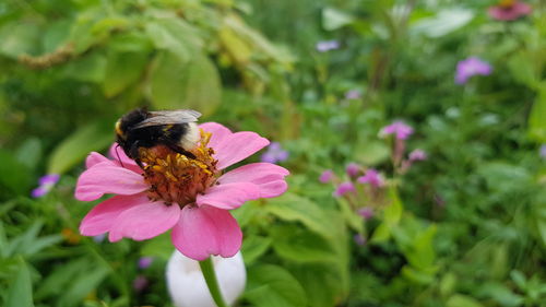 Close-up of bee pollinating on pink flower