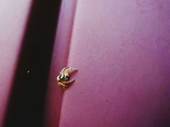 Close-up of insect