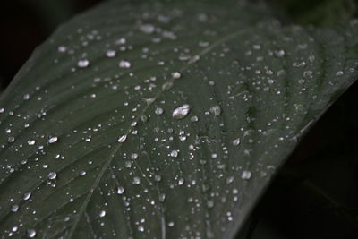 Close-up of raindrops on leaves