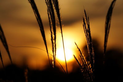 Close-up of wheat growing on field at sunset