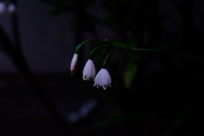 Close-up of pink flowers