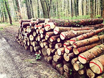 Stack of logs in forest