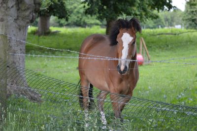 Horse standing on grass