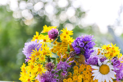 Close-up of fresh purple flowers