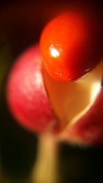 Close-up of red object