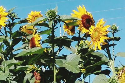 Close-up of yellow flowering plant against sky