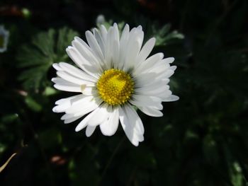 Close-up of white flower blooming outdoors