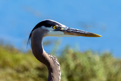 Close-up of gray heron