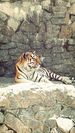 Cat lying on the wall