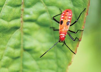 Close-up of insect on leaf