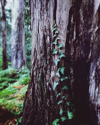 Close-up of tree trunk in forest
