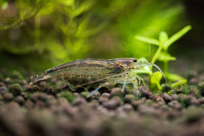 Close-up of insect on plant