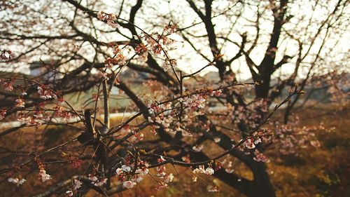 Close-up of fresh flower tree