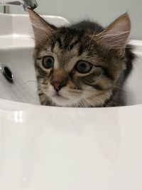 Close-up portrait of cat in bathroom