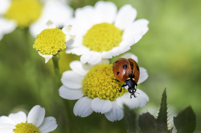 Ladybug on a flower